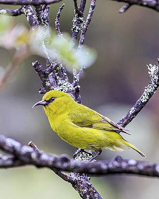 Wall Art featuring the photograph Amahiki Portrait by Charlie Osborn