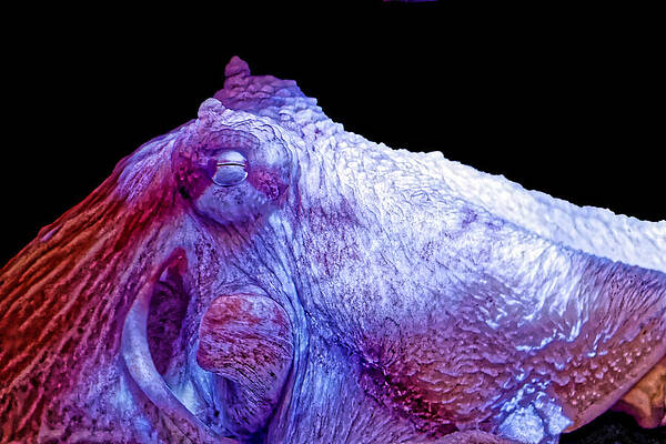 Vivid Octopus Close-Up Photograph