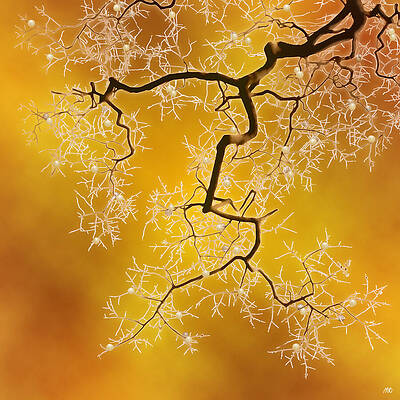 Winter Branches Against Amber Sky Wall Art