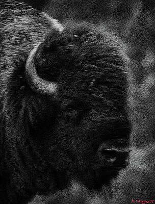 Animal Photograph - America Bison 1 by Rene Vasquez