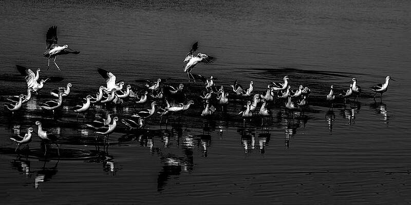 Wall Art featuring the photograph American Avocet 6A by Sally Fuller
