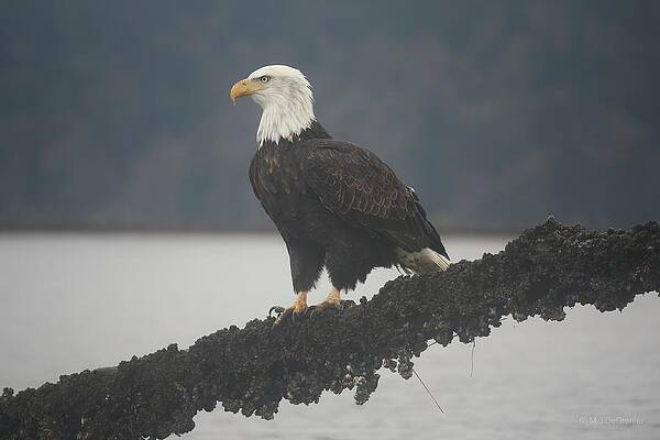 Wall Art featuring the photograph American Bald Eagle by Michael DeGrenier