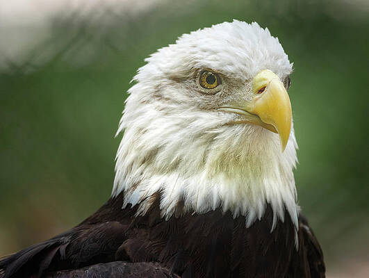 Wall Art featuring the photograph American Bald Eagle by Rebecca Herranen