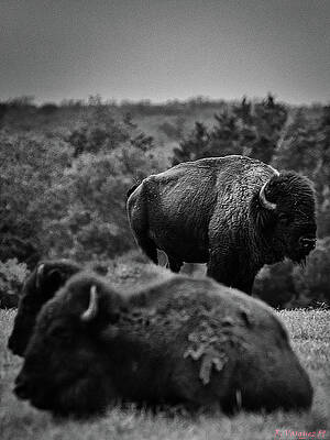 Animal Photograph - American Bison 2 by Rene Vasquez