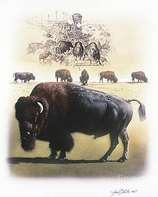 American Bison Print