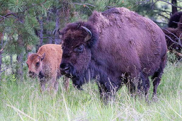 Animal Wall Art featuring the photograph American Bison by Matt Halvorson