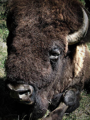 Animal Photograph - American Bison by Rene Vasquez