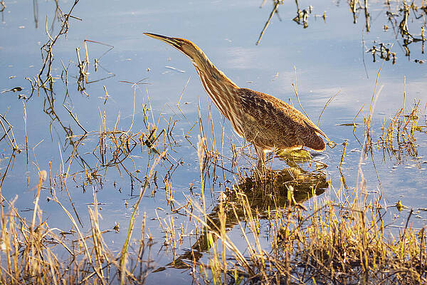California Wall Art featuring the photograph American Bittern On The Hunt - Sacramento NWR - Glenn County California by Mike Lee