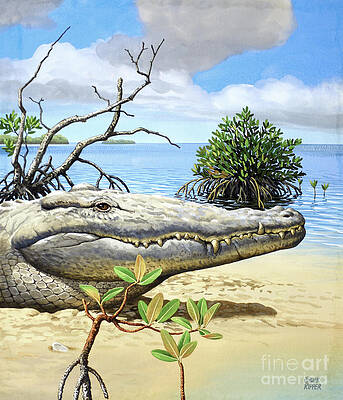 American Crocodile Sitting On Beach Print