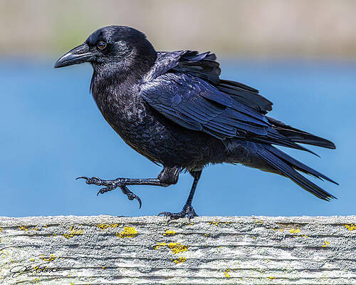 Feather Wall Art featuring the photograph American Crow by Joe Fisher