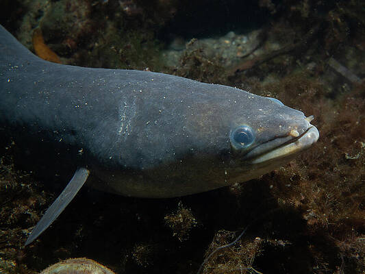 Fish Photograph - American Eel by Brian Weber