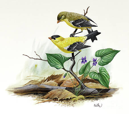 American Goldfinch And Violet Print