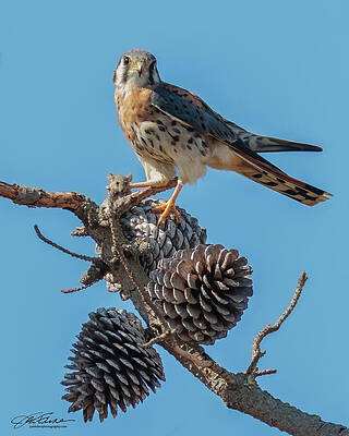 Branch Wall Art featuring the photograph American Kestrel And Catch by Joe Fisher
