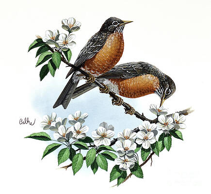 Tree Painting - American Robin And Apple Blossom by Don Balke