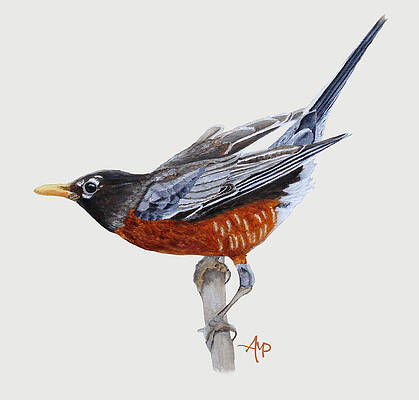 Wall Art featuring the painting American Robin I by Angeles M Pomata