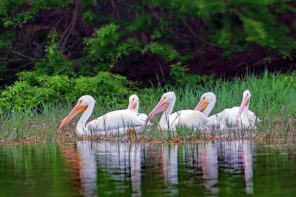 Wall Art featuring the photograph American White Pelican by Gina Fitzhugh