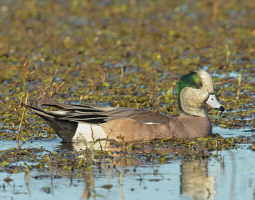 Wall Art featuring the photograph American Wigeon by Jim E Johnson