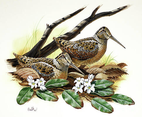American Woodcock And Mayflower Print