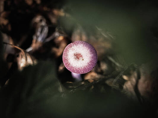 Raw Photograph - Amethyst Deceiver From Above by Scott Lyons