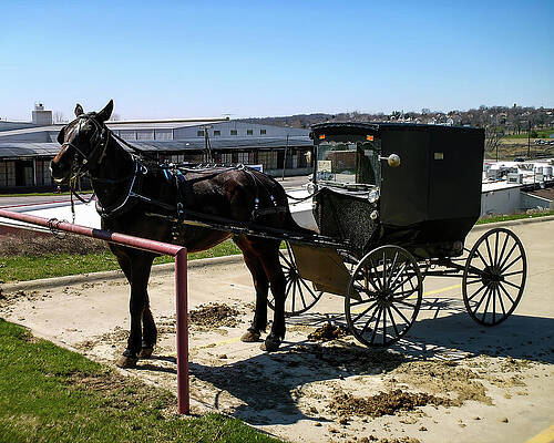 Wall Art featuring the photograph Amish Buggy In Homes Co Ohio #2 by Flees Photos