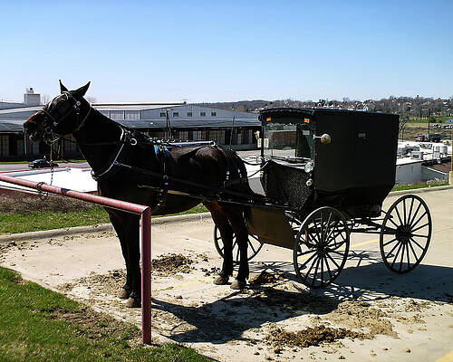 Wall Art featuring the photograph Amish Buggy In Homes Co Ohio #4 by Flees Photos