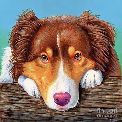 Painting - Ammo The Red Tricolor Australian Shepherd by Rebecca Wang