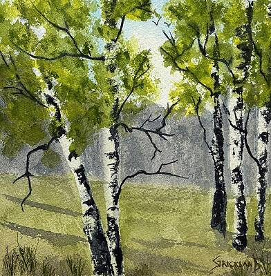 Birch Trees in Morning Light Painting