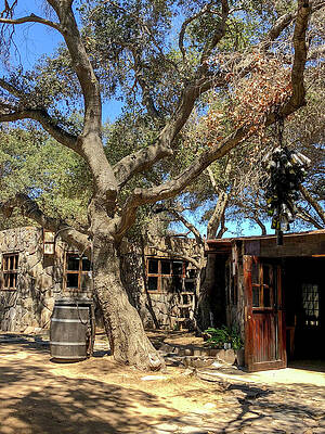 Mexico Photograph - Among The Oaks by William Scott Koenig