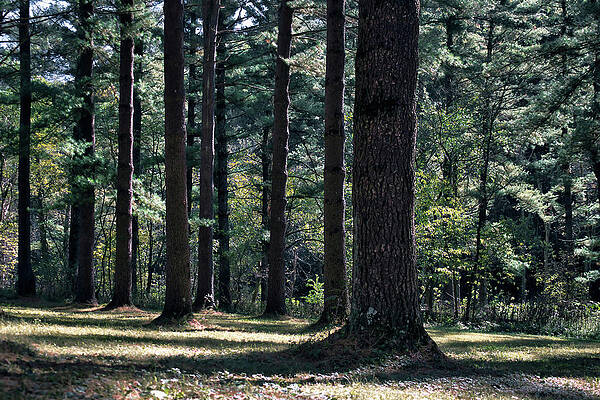 Wall Art featuring the photograph Amongst The Pines by American Landscapes