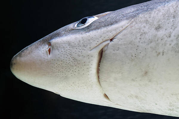 Marine Wall Art featuring the photograph Ampullae Of Lorenzini - Shark by KJ Swan