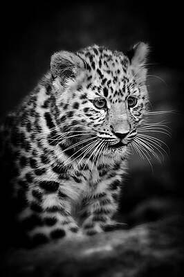 Photograph - Amur Leopard Cub - B/W by Chris Boulton