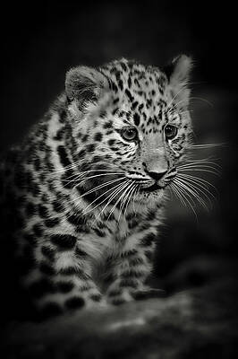 Photograph - Amur Leopard Cub - Sepia by Chris Boulton