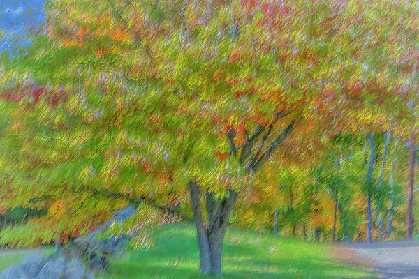 Wall Art featuring the photograph A Spectacular Tree by Penny Polakoff
