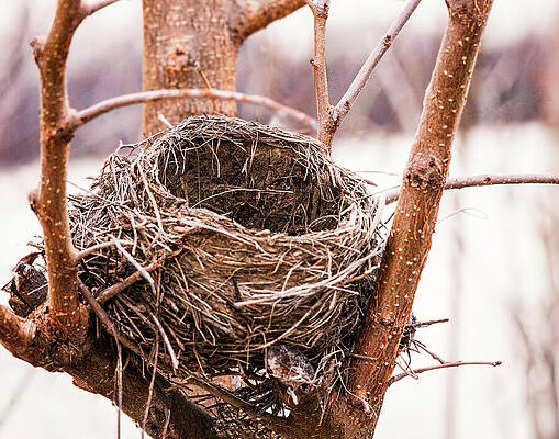 Tree Wall Art featuring the photograph An Empty Nest Yet Full Of Storie Woven With Patience, Strength And The Passage Of Time by Robert Niemeier