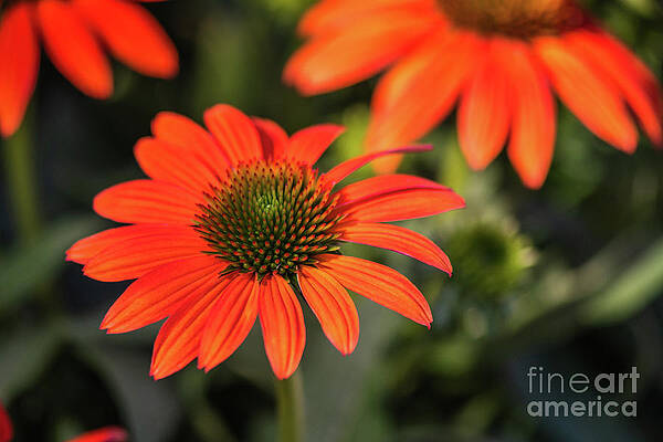 Garden Photograph - Close Up Of An Orange Coneflower by Abigail Diane Photography