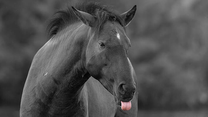 Arizona Photograph - An Unimpressed Stallion. by Paul Martin