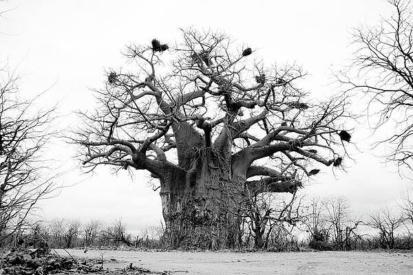 Portland Photograph - Ancient Baobab by Mia Badenhorst