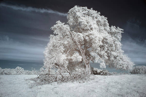 Sky Photograph - Ancient Blue Oak In Infrared - Redding California by Mike Lee