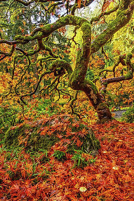 Ancient Tree in Autumn Splendor Wall Art