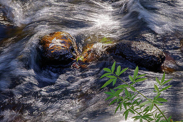 Flowing Stream with Stones Wall Art