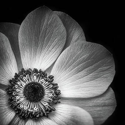 Flower Wall Art featuring the photograph Anemone Flower Closeup In Black And White by Elvira Peretsman