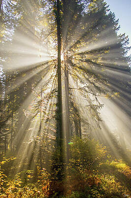 Sunlight Streaming Through Forest Trees Wall Art