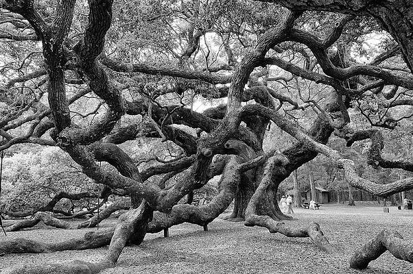 South Carolina Photograph - Angel Oak Tree by Louis Dallara