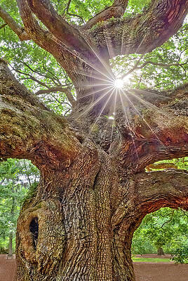 Country Photograph - Angel Oak Tree Star SC by Susan Candelario