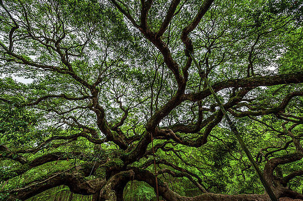 South Carolina Photograph - Angel Oaks Trees Massive Limbs by Louis Dallara