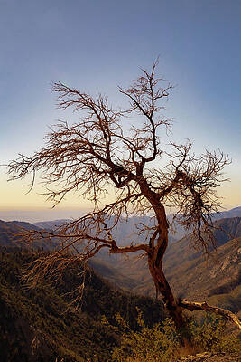 Lone Tree on Mountain Edge Photograph