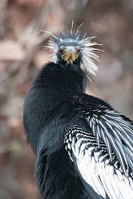 Vibrant Crested Bird Perched Wall Art