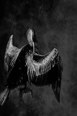 Wall Art featuring the photograph Anhinga 21B by Sally Fuller