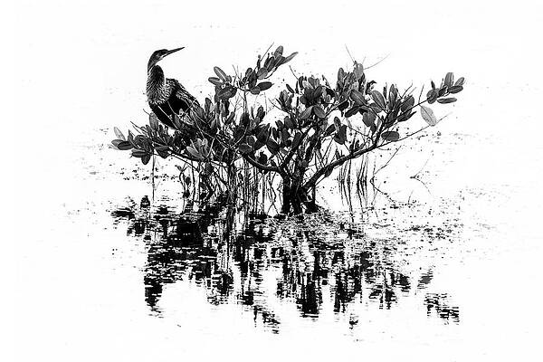 Photograph - Anhinga 22A by Sally Fuller