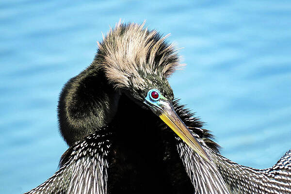Blue Photograph - Anhinga 29B by Sally Fuller